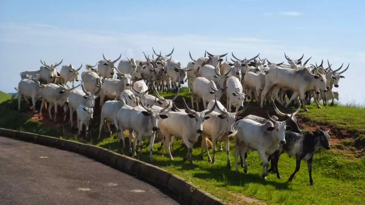 Nigerian Army Rescues 2000 Cattle During Fresh Clash With Terrorists In Niger State | Sahara Reporters