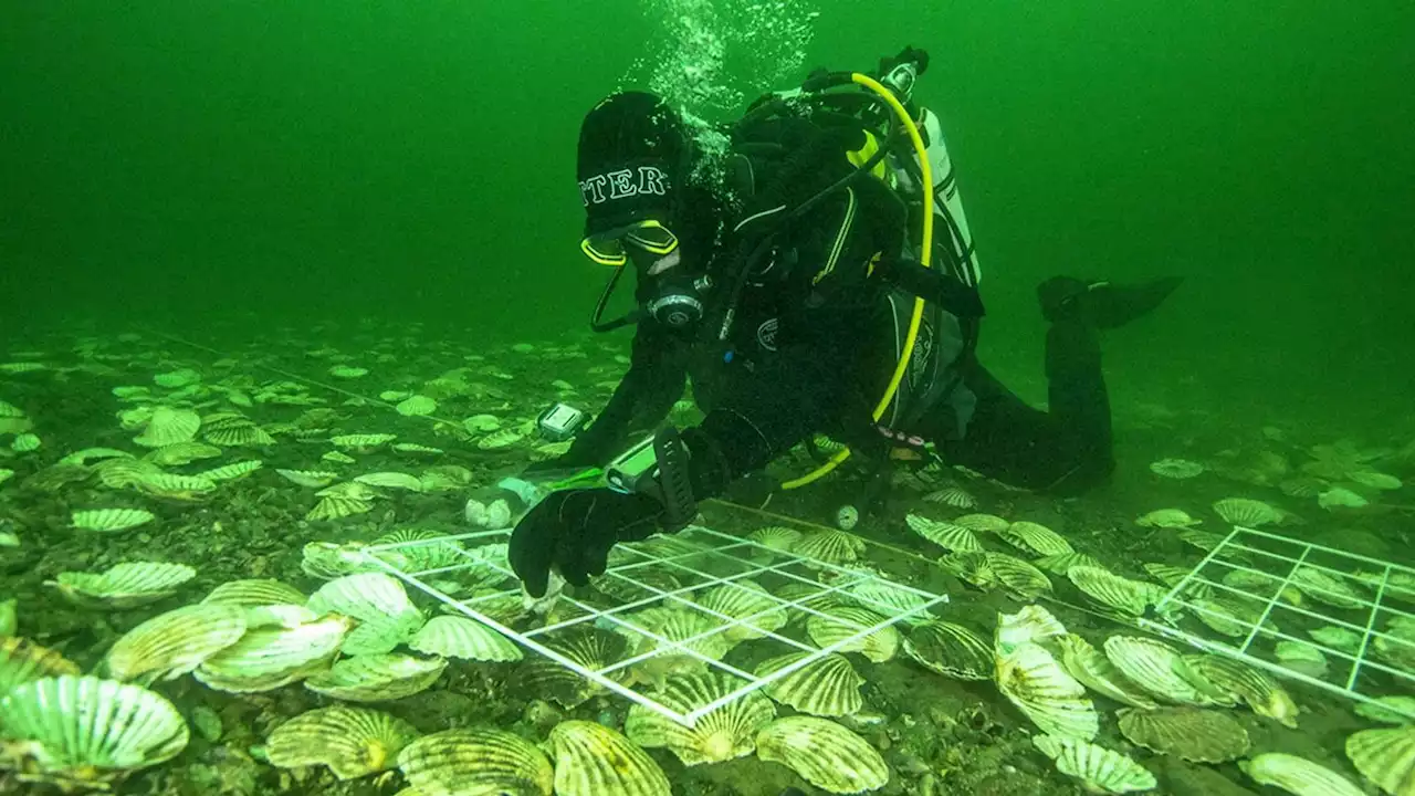 Oysters reintroduction project in Scottish Highlands set to transform area's biodiversity, researchers say