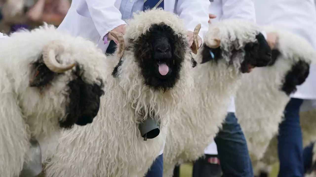 PETA demands Royal Highland Show ditch animal displays for 'turnip beauty pageant'