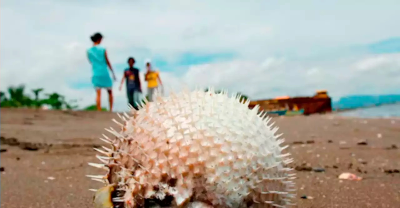 Sale of puffer fish with dangerous toxins prohibited: Health DG