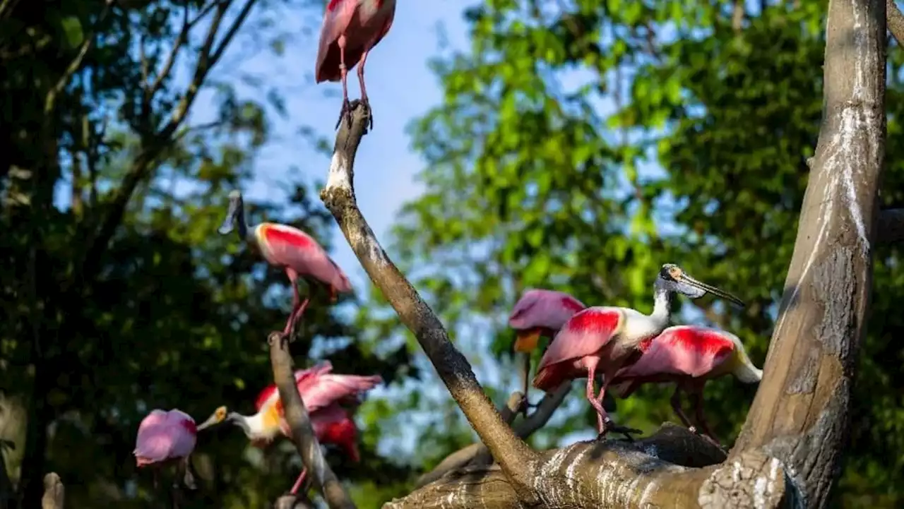 New wildlife park Bird Paradise to open on May 8 with reduced entrance fee during soft opening period