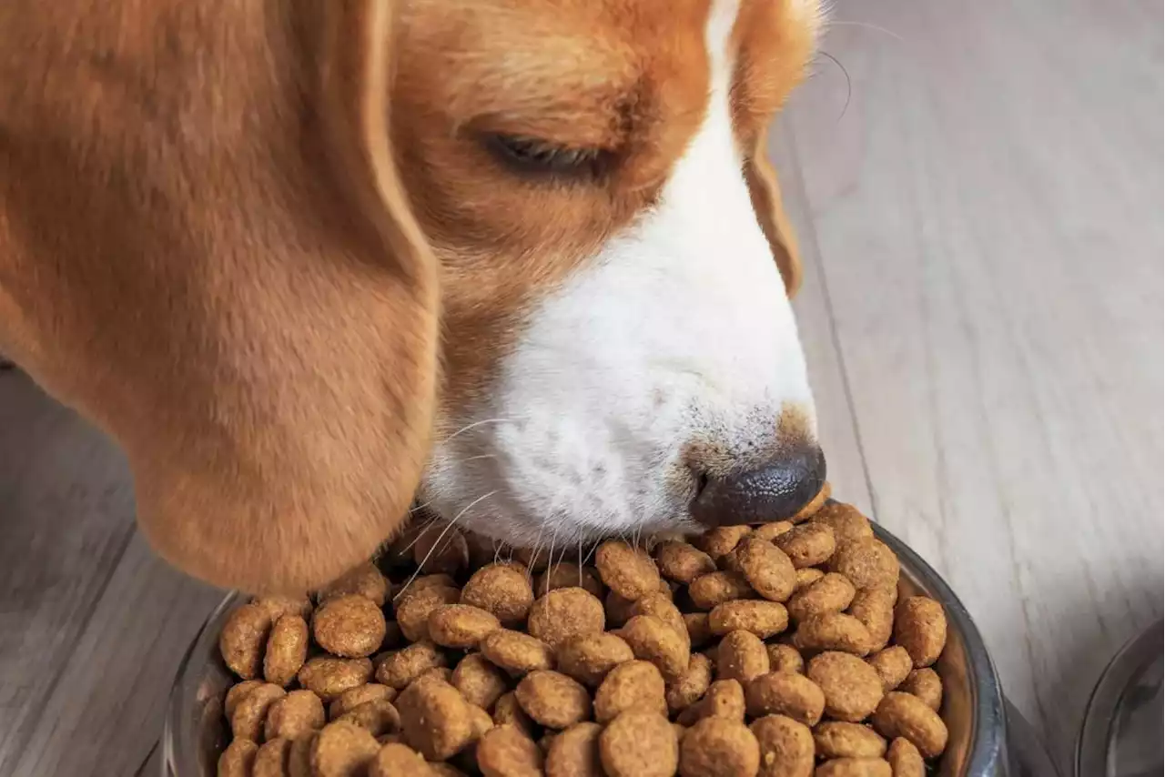 ¿Cuándo se le deben cambiar las croquetas a tu perrito según su edad?