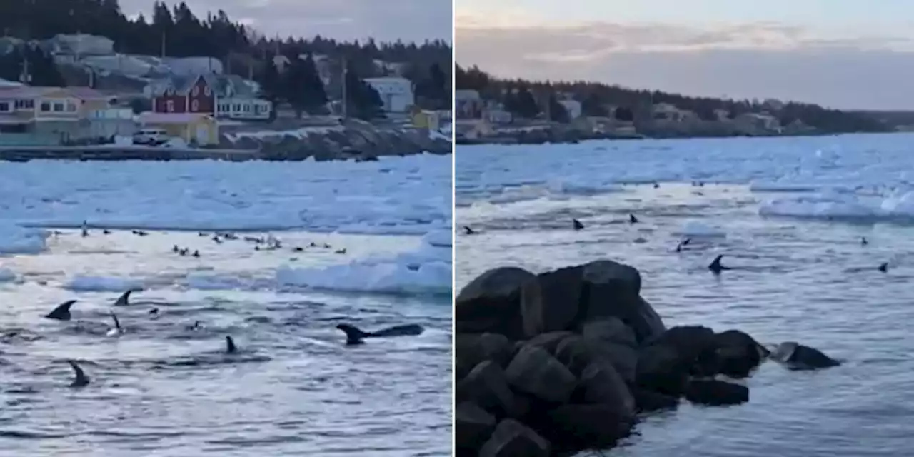 Dolphins Trapped in Dildo Cove After Sea Ice Moves In