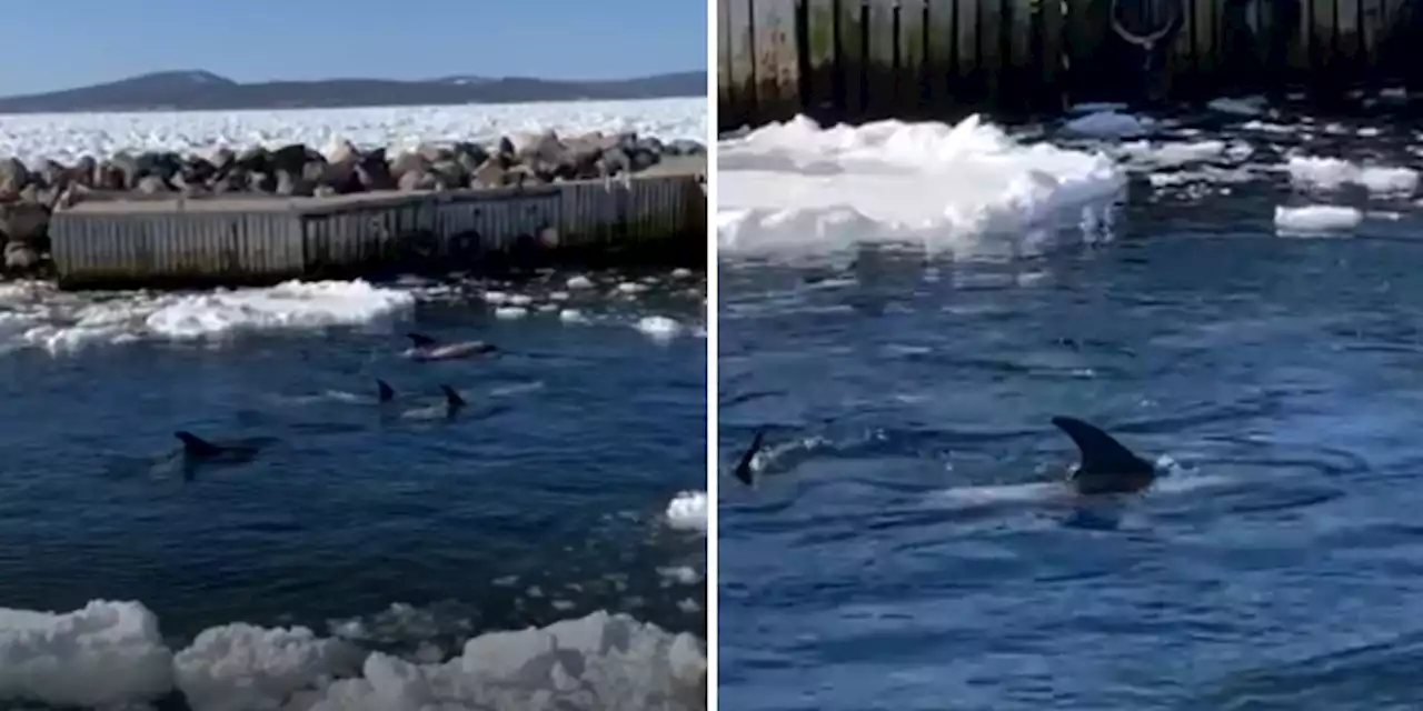 DFO Working to Rescue Dolphins Trapped in Dildo Cove