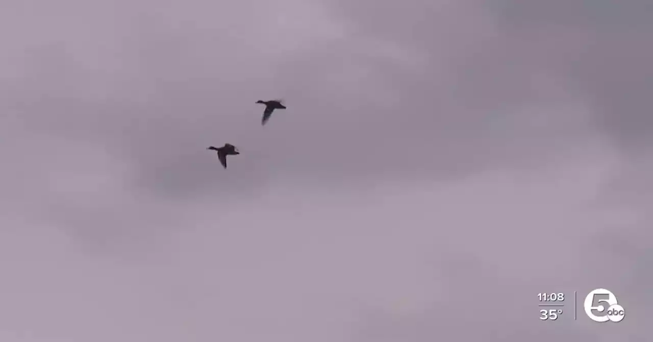 Osprey return to Mentor Marsh