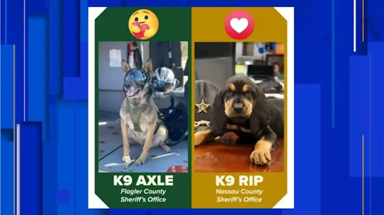 K-9 March Madness: 2 local K-9s need your vote to win ‘Top Dog in Florida’