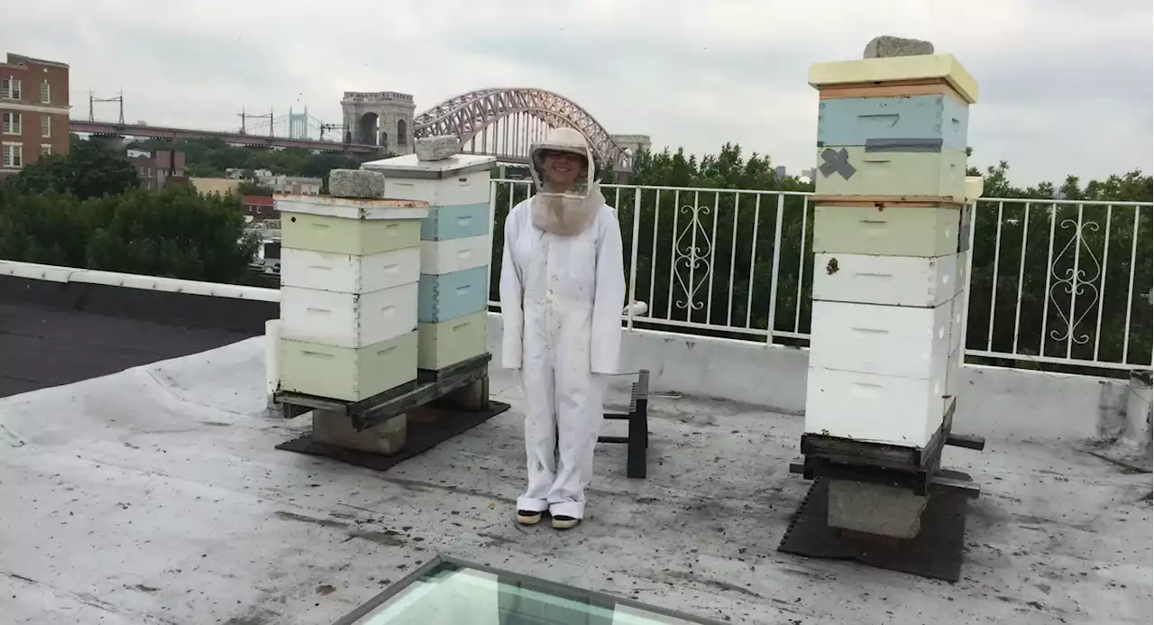 What honeybees can reveal about a neighborhood’s germs — from Queens to Brooklyn to Tokyo