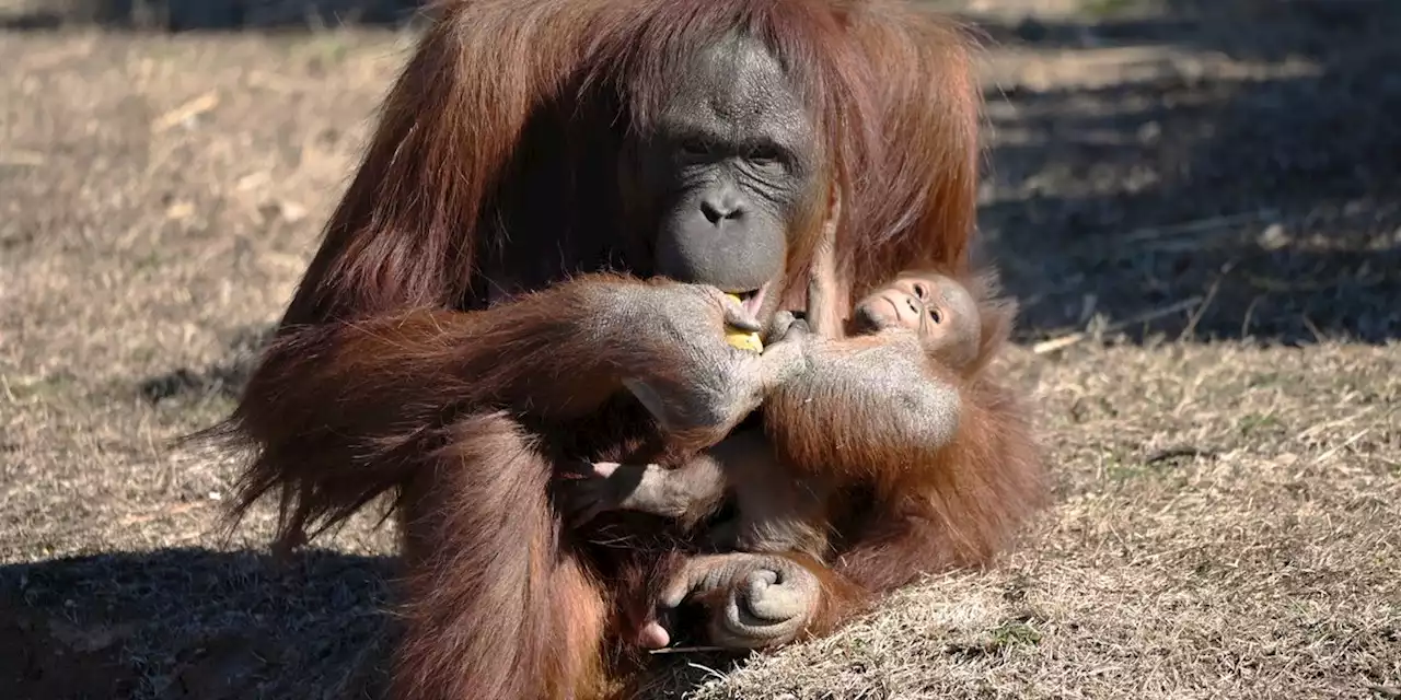 Orangutan learns how to nurse from breastfeeding zookeeper