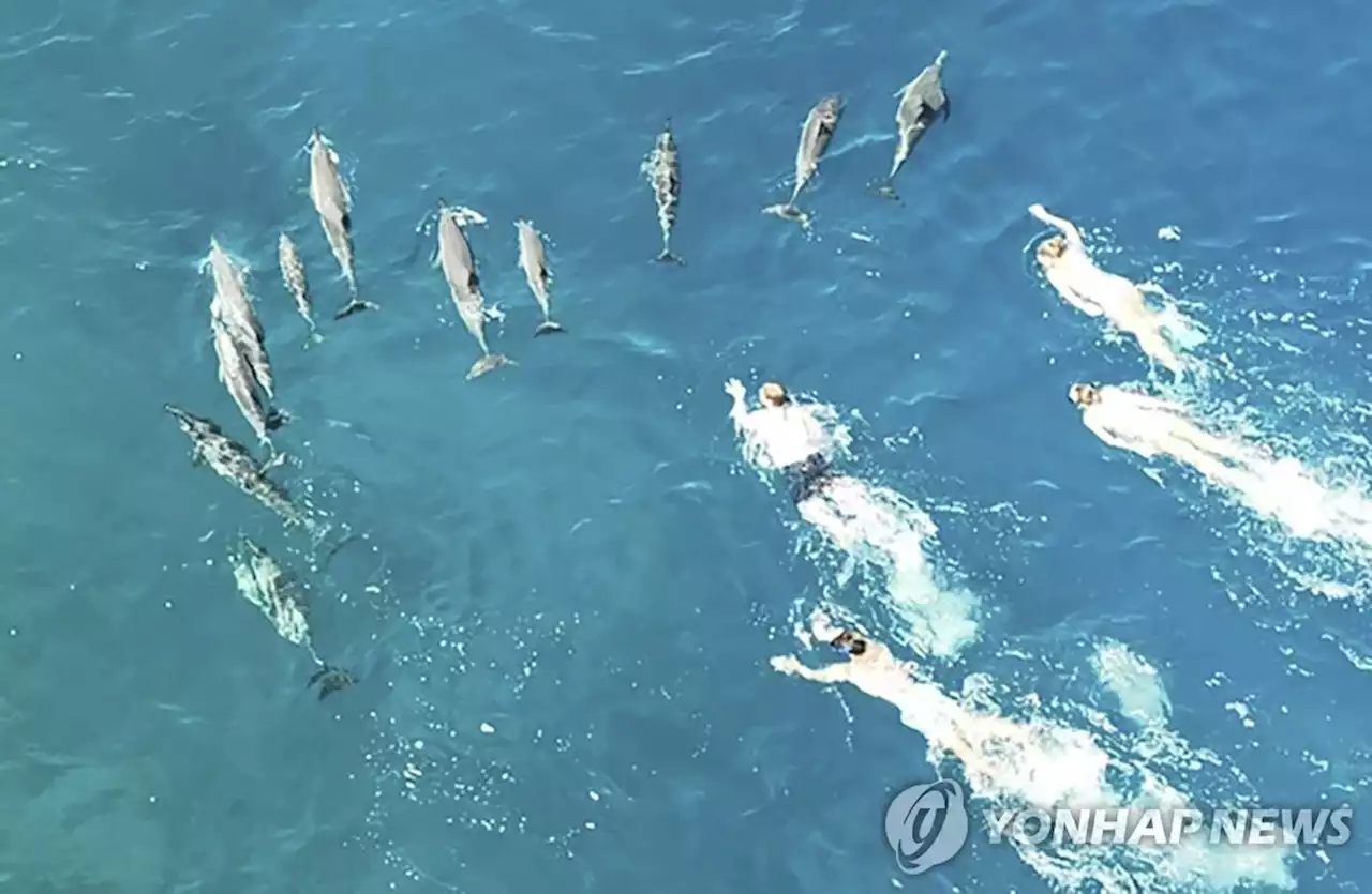 하와이서 돌고래 떼 쫓으며 숙면 방해한 수영객 33명 고발돼 | 연합뉴스