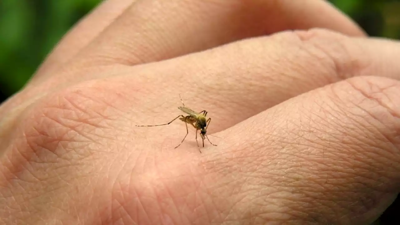 West Australian child dies from Murray Valley encephalitis