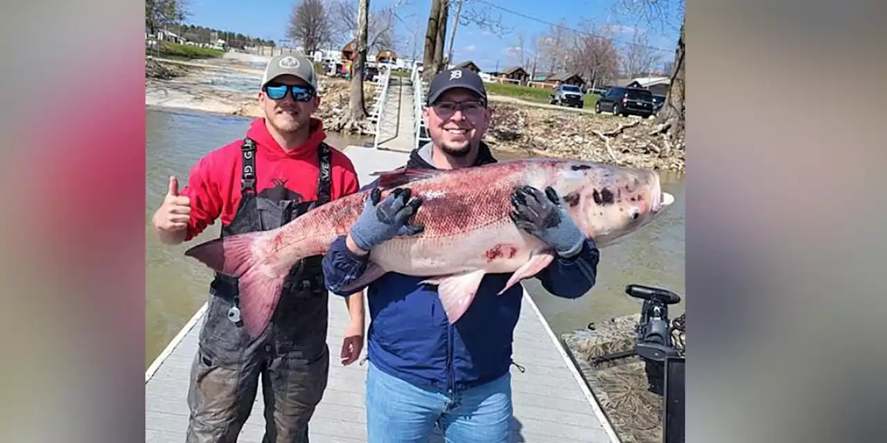 Fishing guides reel in 63-pound invasive fish