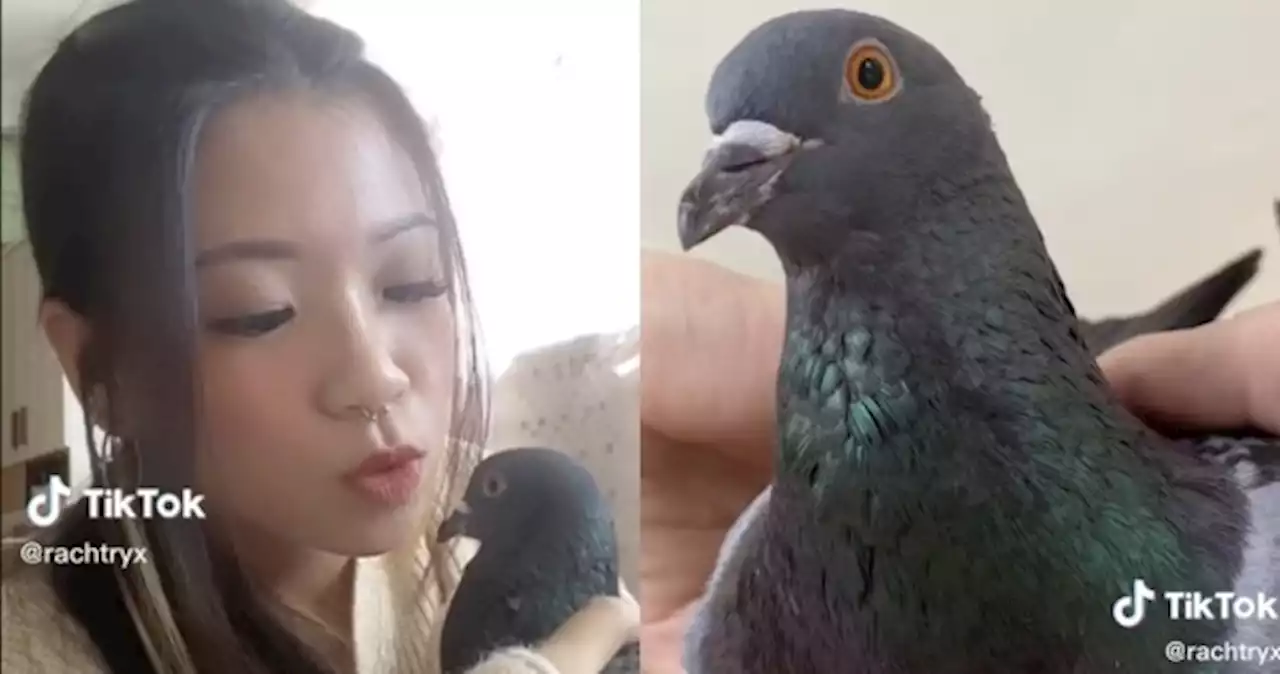 'He treats my house like a hotel': Pigeon forms decade-long bond with family