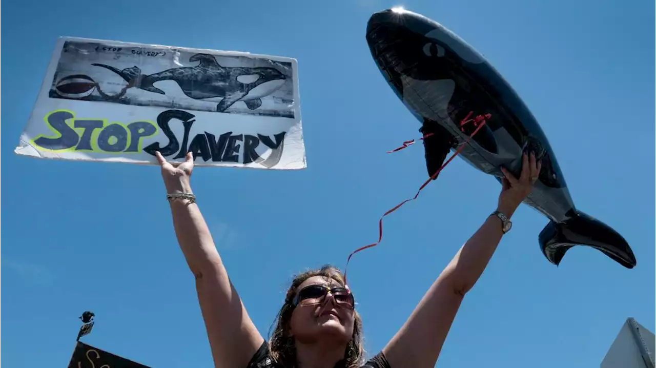 Orca Lolita darf nach 53 Jahren Gefangenschaft zurück ins Meer