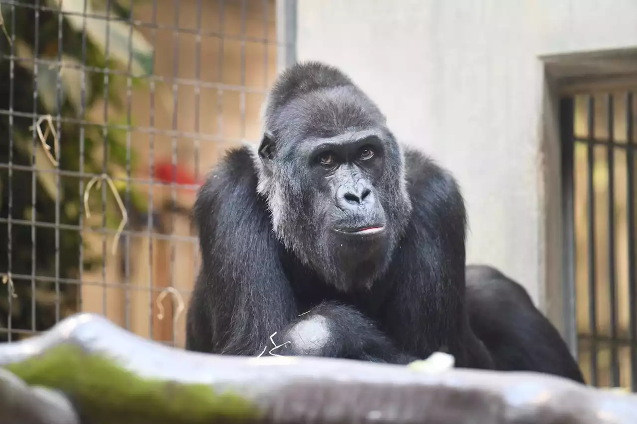 Abschied im Basler Zolli – Gorilla-Dame Faddama stirbt mit 40 Jahren