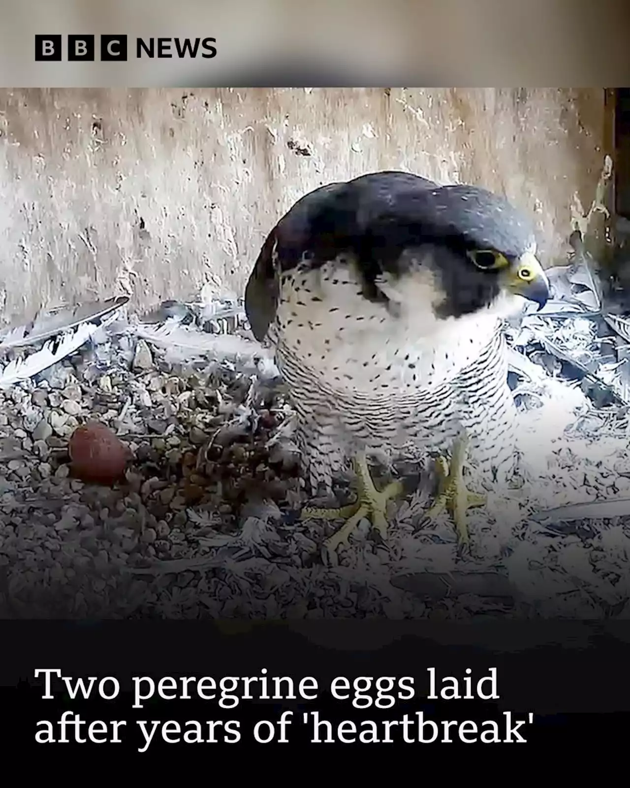 Two eggs laid by cathedral peregrine after years of 'heartbreak'