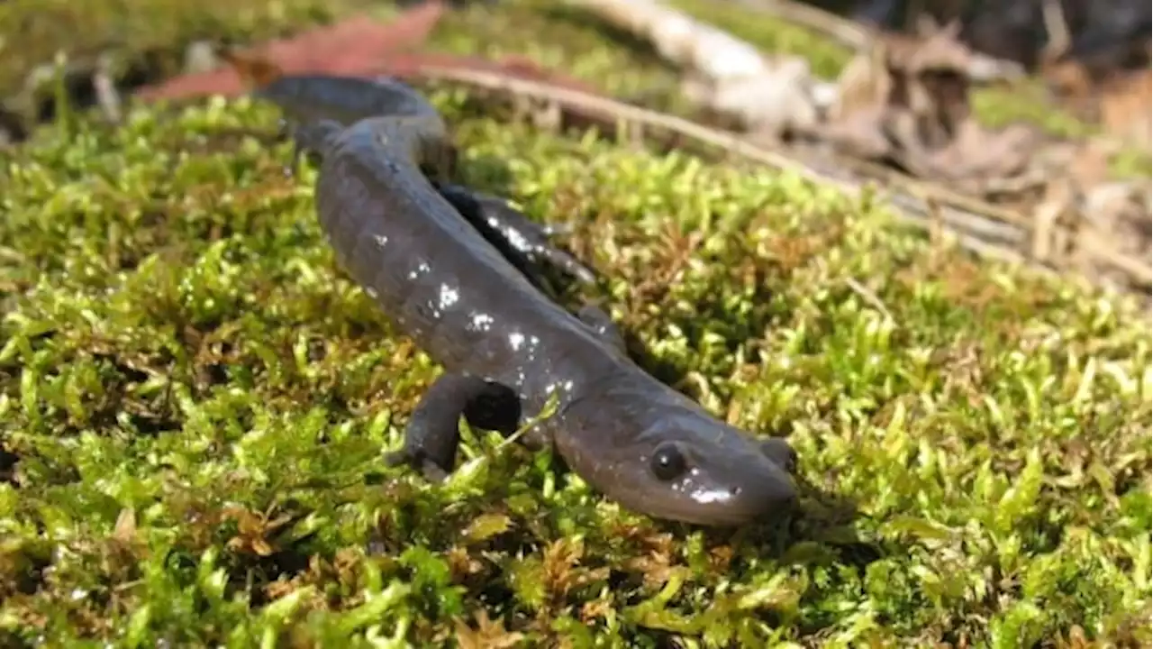 Saving the salamanders: Spring road closures help these critters migrate | CBC News