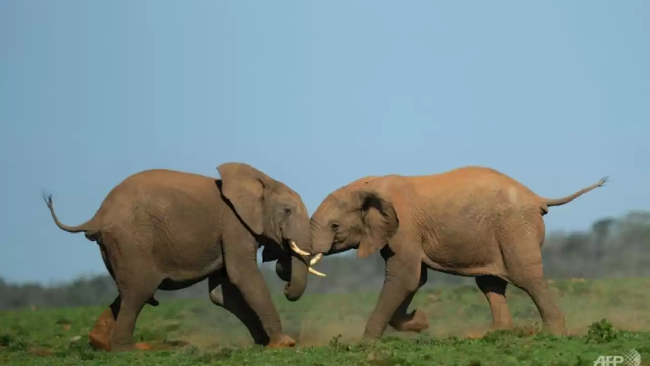 Wind project near South African elephant park riles activists