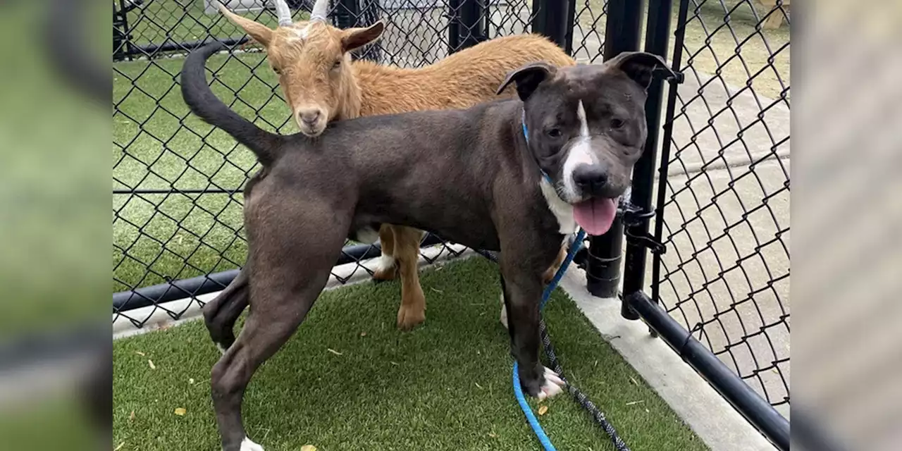 Unlikely BFFs: Animal shelter looking for forever home for goat, dog