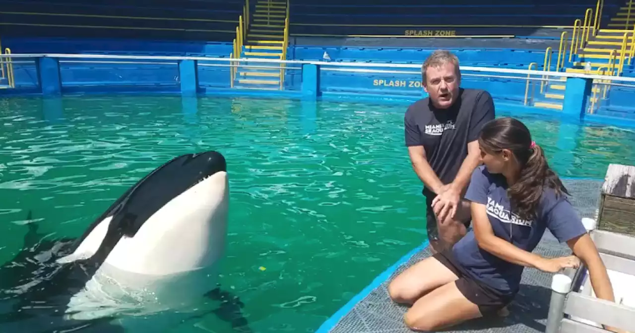 52 years after capture, orca Lolita at Miami Seaquarium may return to Pacific