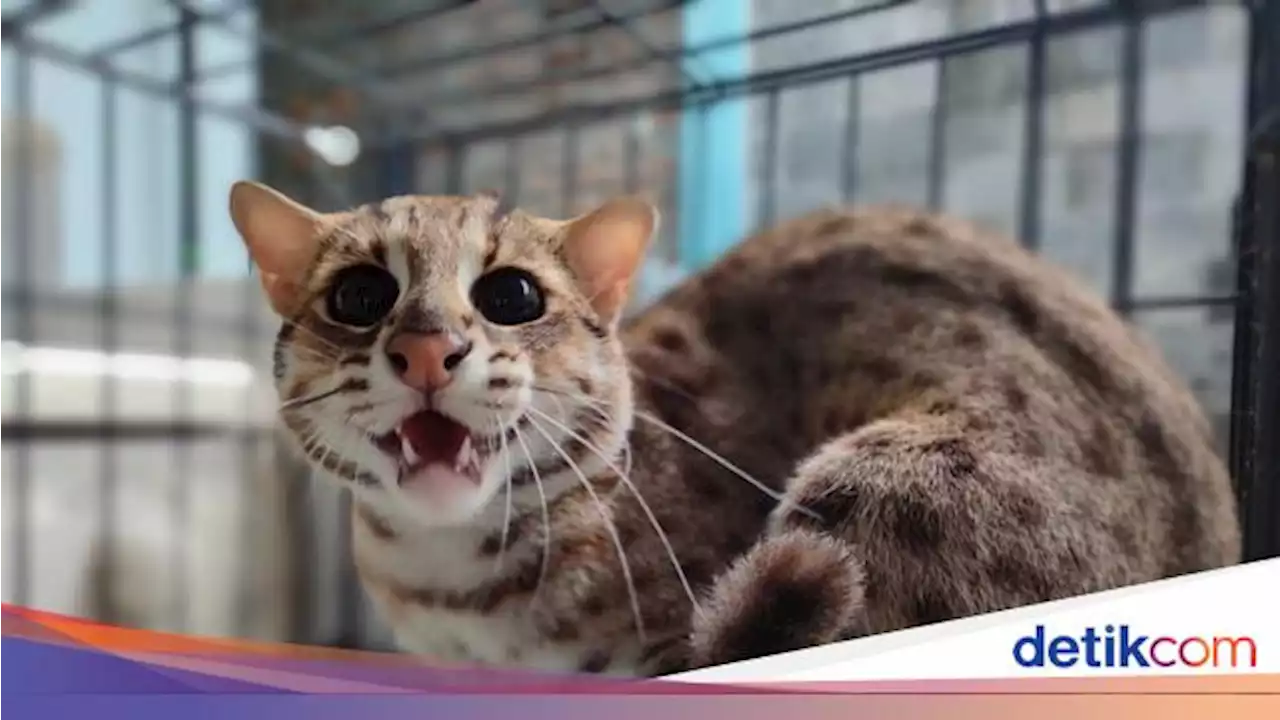 Mengenal Kucing Hutan yang Langka, Apakah Boleh Dipelihara?