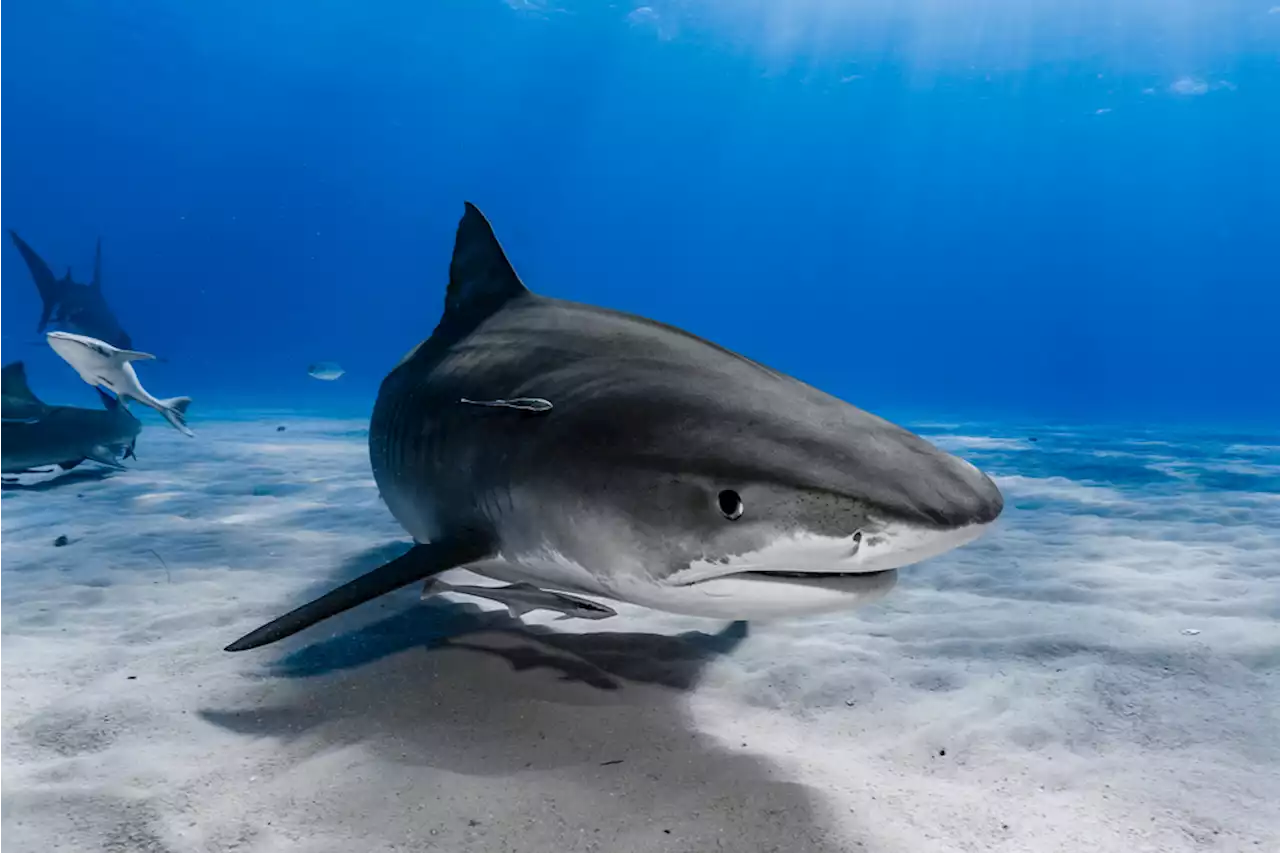 Why Do Sharks Attack Humans?