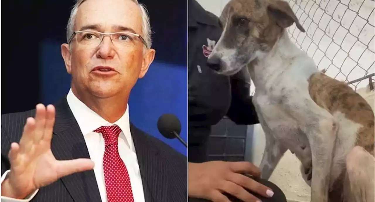 Ricardo Salinas Pliego anuncia donación de 100 mil pesos en contra del maltrato animal | El Universal