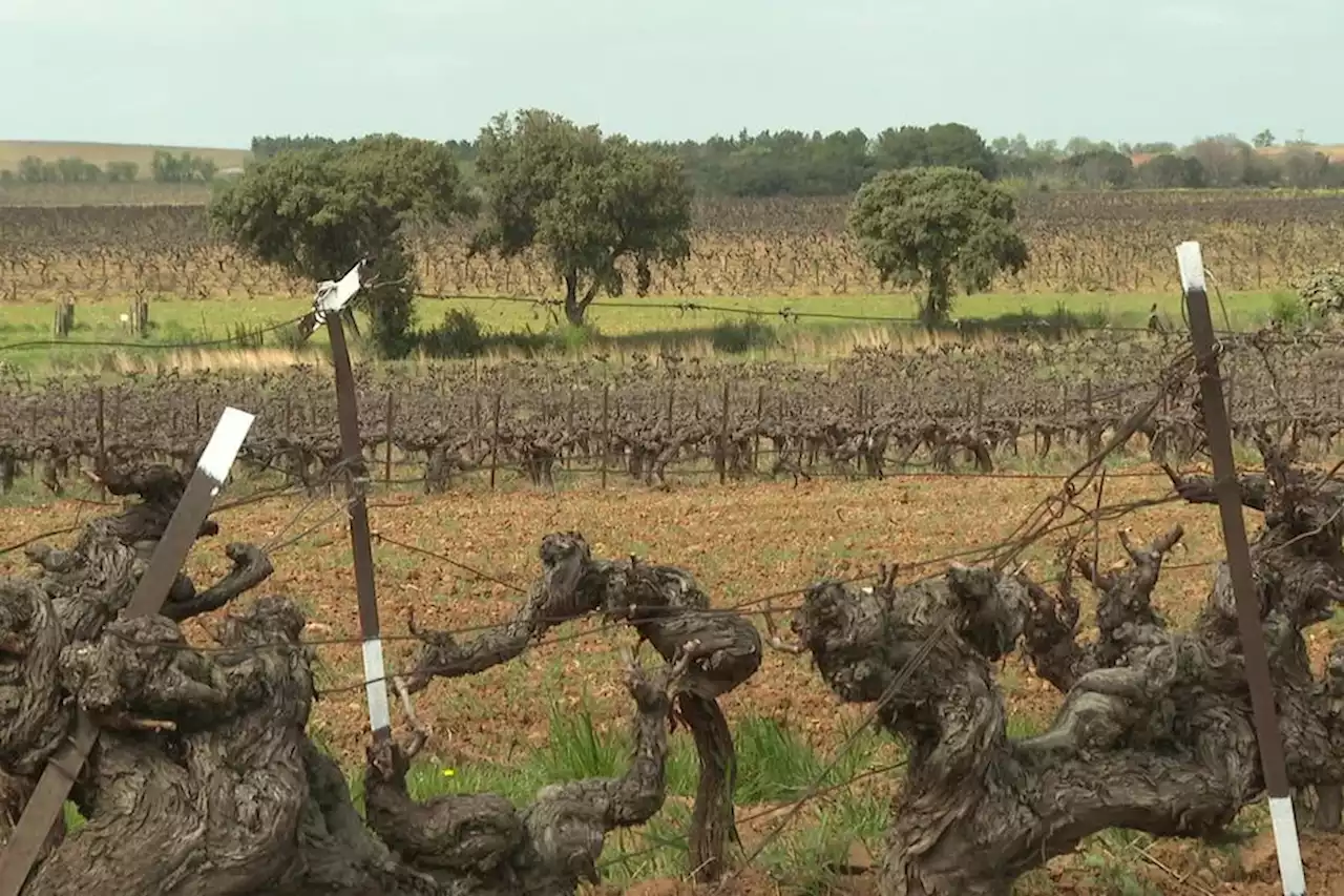 Viticulture : des nouveaux cépages pour des vignes plus résistantes à la sécheresse testés dans le Gard