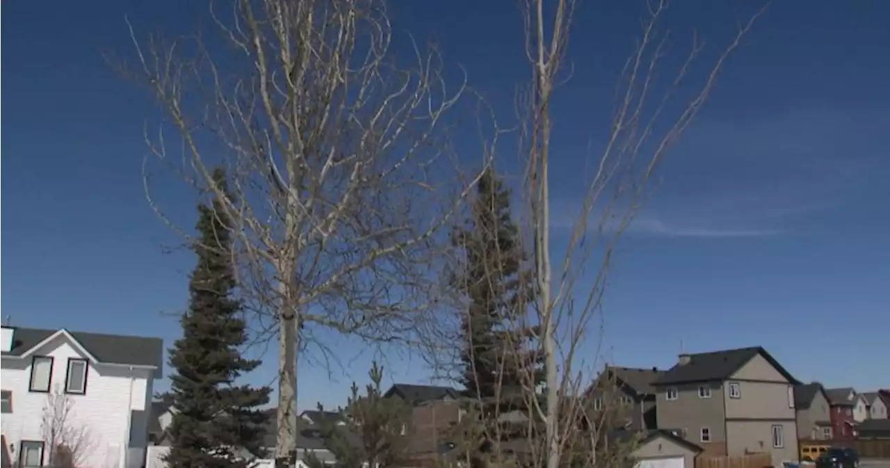 ‘Branching out’: Calgarians claim 2,000 trees to grow canopy - Calgary | Globalnews.ca