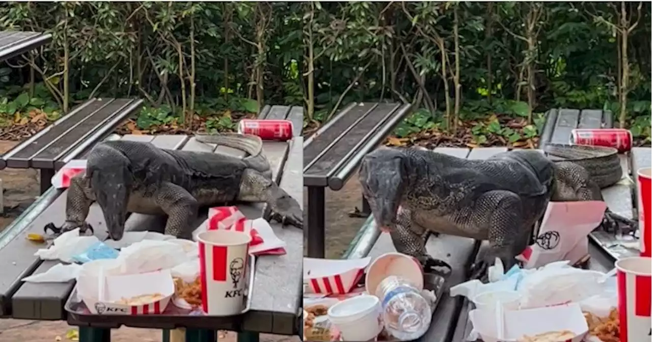 Monitor lizard loves KFC Singapore: Mr Lizard's day out rummaging through leftover KFC dishes - Singapore News