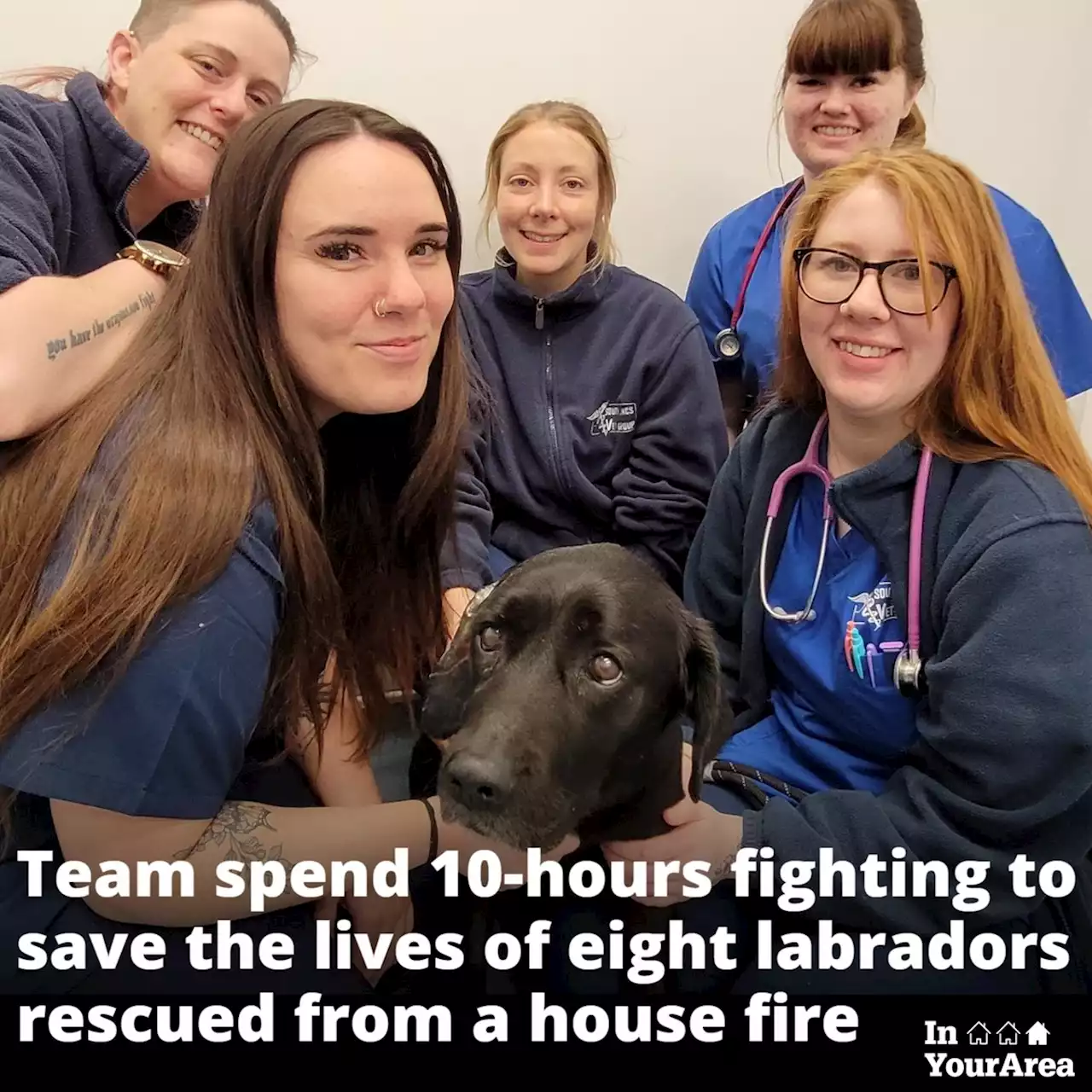 Labradors saved from house fire searching for new homes