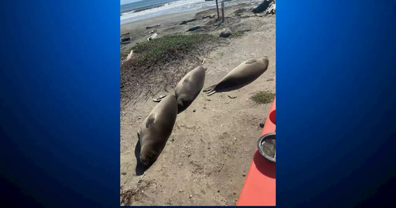 Elephant seals return to Drakes Beach in Point Reyes for their periodic get-together