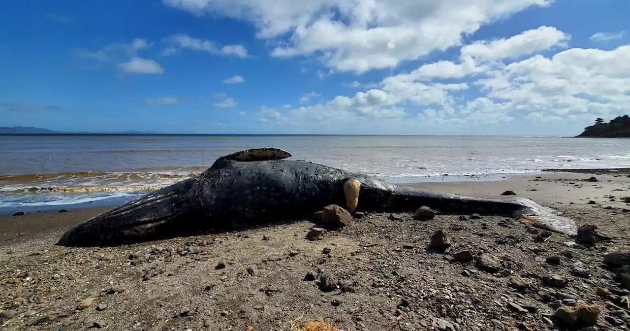 Necropsy shows gray whale washed up on Bolinas Beach died from ship strike