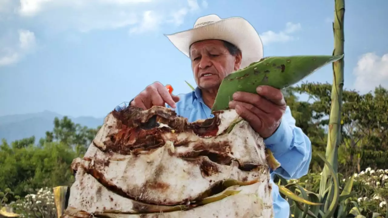 “Hasta que muera estaré pegado al maguey”: don Mario Maguey, tlachiquero hidalguense