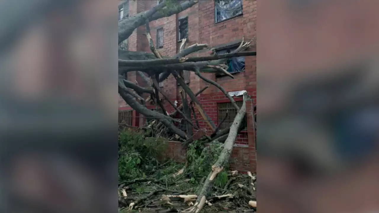 Por los fuertes aguaceros un árbol cayó encima de un bloque de apartamentos en Cali