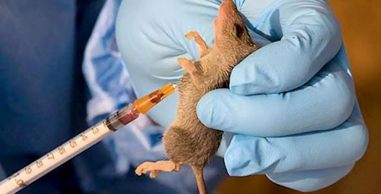 Lassa fever kills 22 in Bauchi