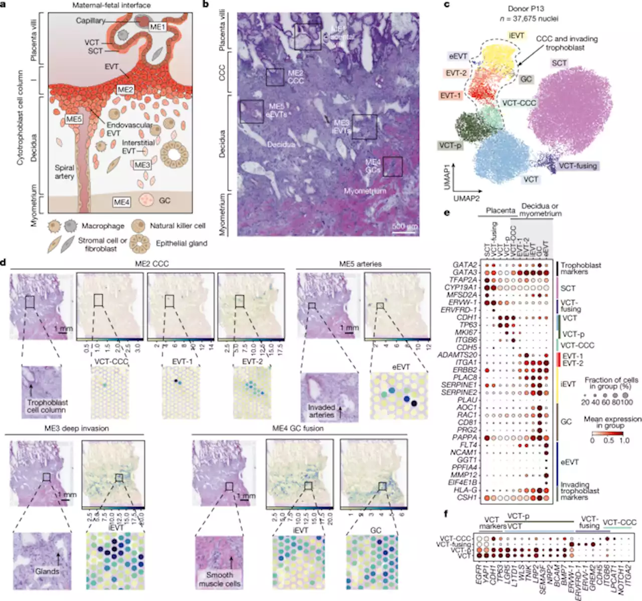 Spatial multiomics map of trophoblast development in early pregnancy - Nature