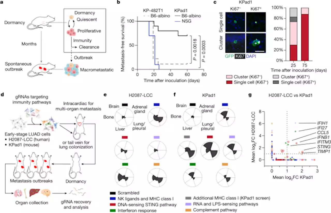 STING inhibits the reactivation of dormant metastasis in lung adenocarcinoma - Nature