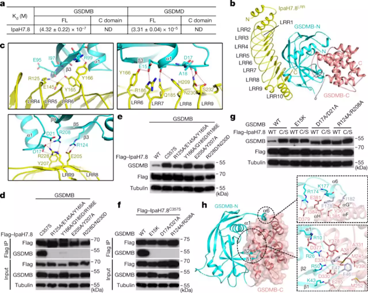 Structural mechanisms for regulation of GSDMB pore-forming activity - Nature