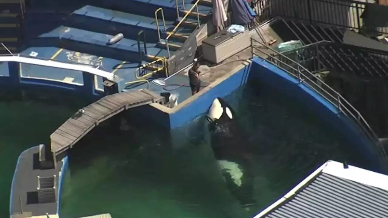 Moving Miami Seaquarium's Lolita: See How the Killer Whale Will Be Relocated to the Pacific