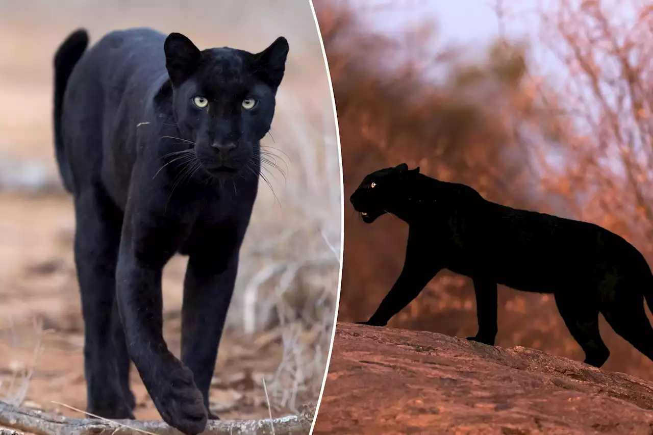 Rare black panther photographed in the wild: ‘Like a movie’