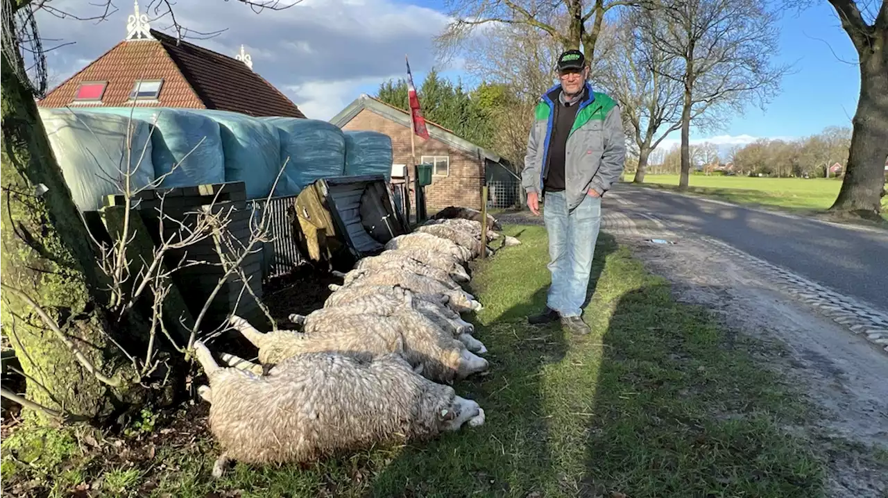 Wolf doodde in januari tientallen schapen in Drenthe