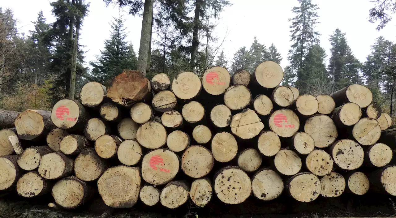 Schweizer Holz beliebter – Potenzial noch gross - Schweizer Bauer