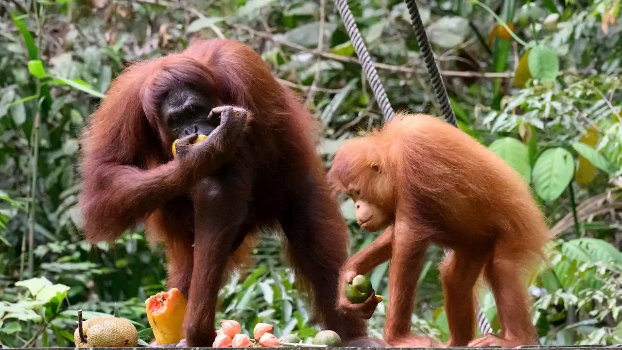 Trade secretary Kemi Badenoch says palm oil is 'great product' after deal criticised for endangering orangutans