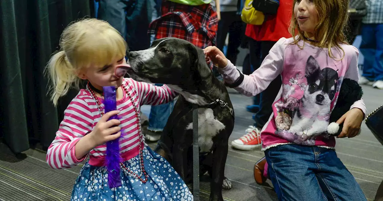 Michelle Dosson: Your local Utah animal shelters need you more than ever