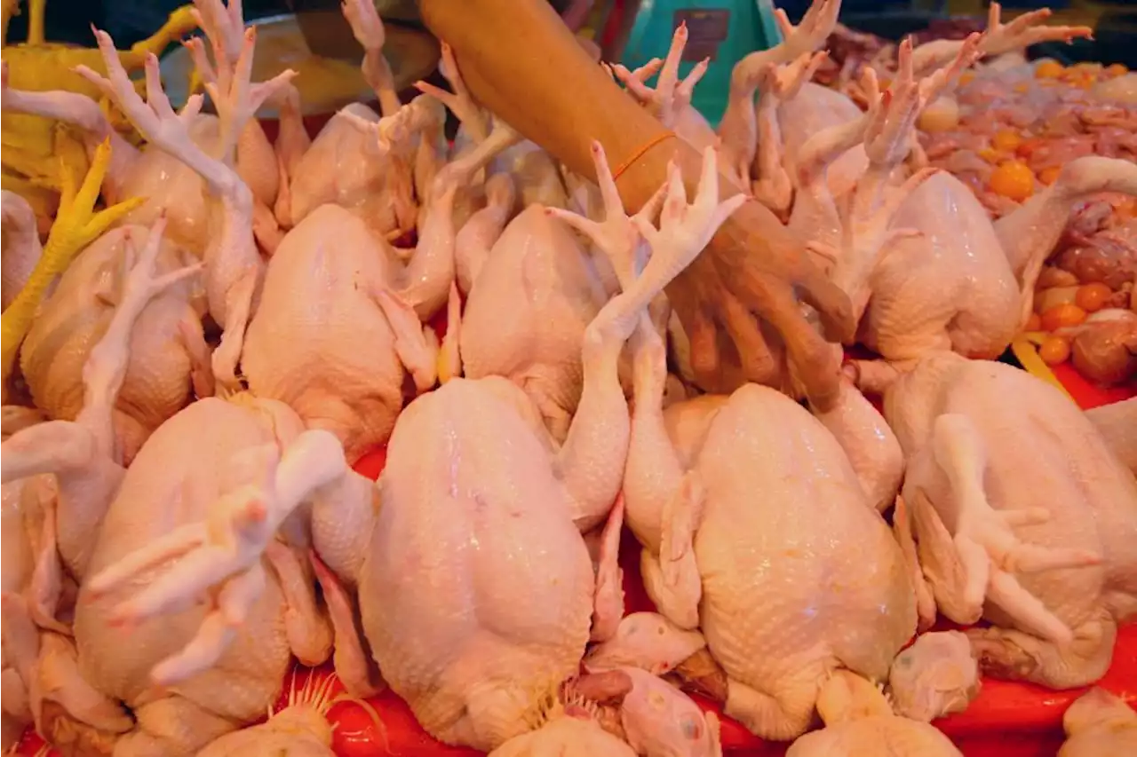 JAIPK confirms chickens sold at supermarkets in Kuala Kangsar slaughtered according to syariah