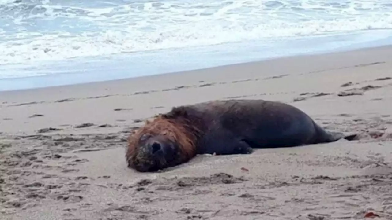 Chile confirmó la muerte de más de 70 lobos marinos: no descartan gripe aviar