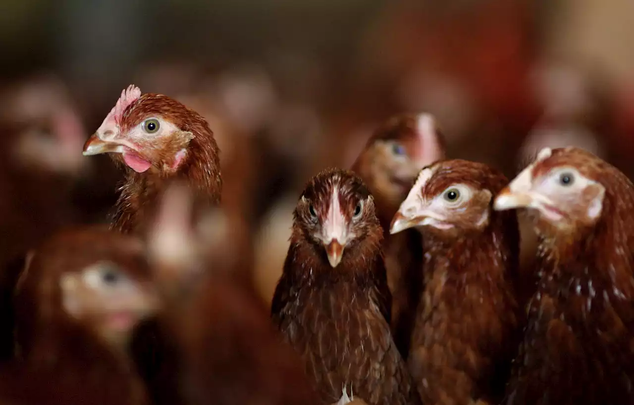 Bird flu alert as fears of human pandemic grow after new case detected