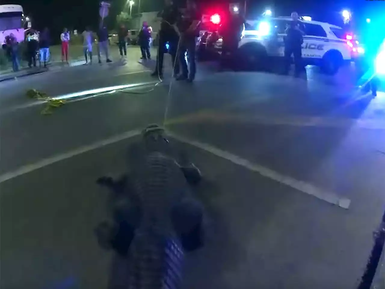 Cops 'arrest' alligator walking near Tampa Bay Bucs' stadium