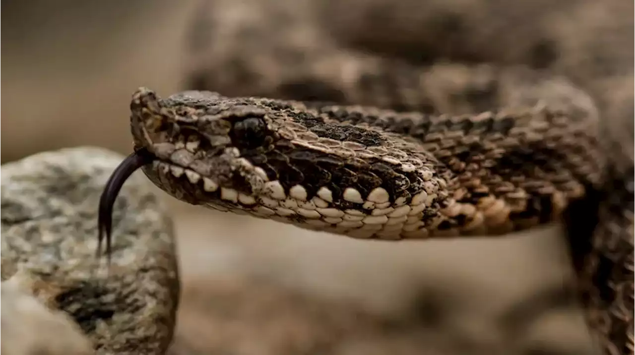 Apareció una serpiente en Ciudad Universitaria y la UBA debió emitir un comunicado: “Son vecinos”