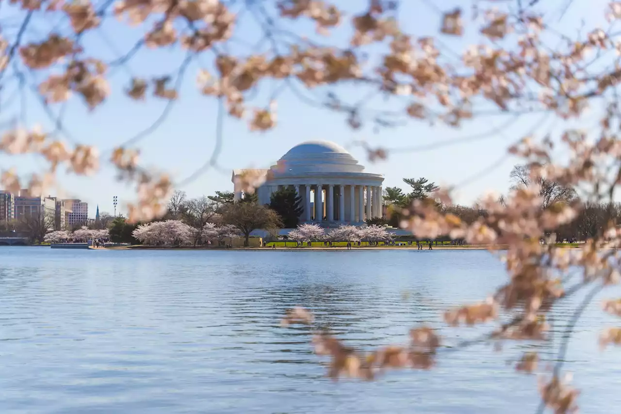 This Is Probably the Last Weekend to See Cherry Blossoms at the Tidal Basin